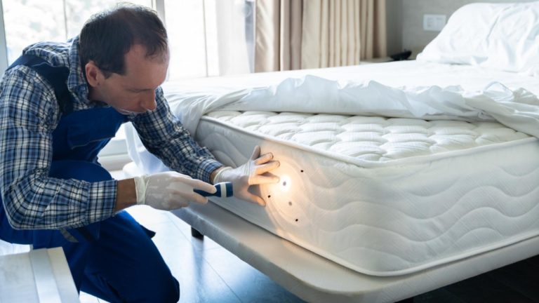 Spital din Bucuresti asaltat de plosnite Pe cine invinovatesc medicii