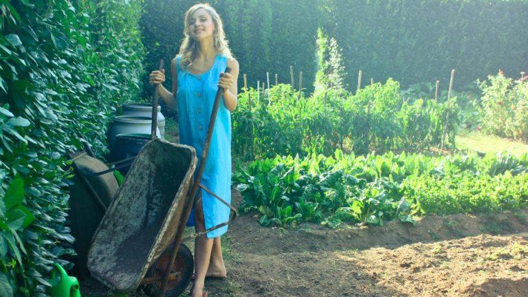 Plante medicinale esentiale de plantat acum in gradina